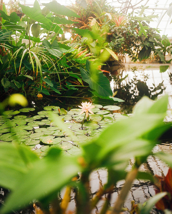 Kodak Ektar 100 120mm