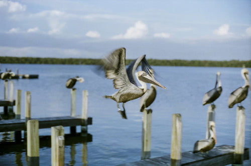Cinestill 50D