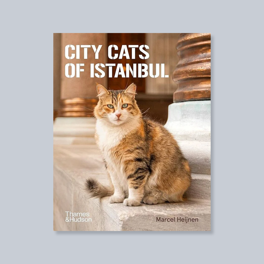 City Cats of Istanbul