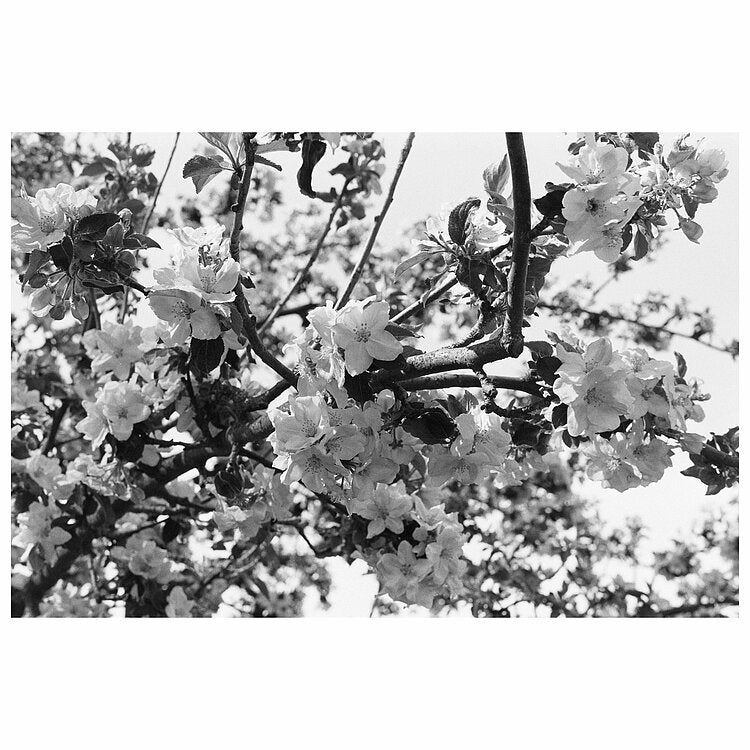 Adox CHS 100 II 100