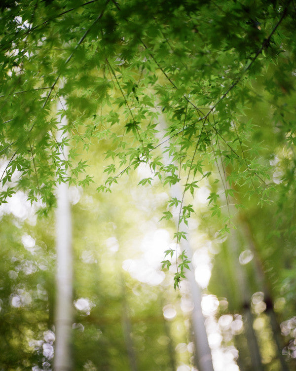 Kodak Gold 200 120mm