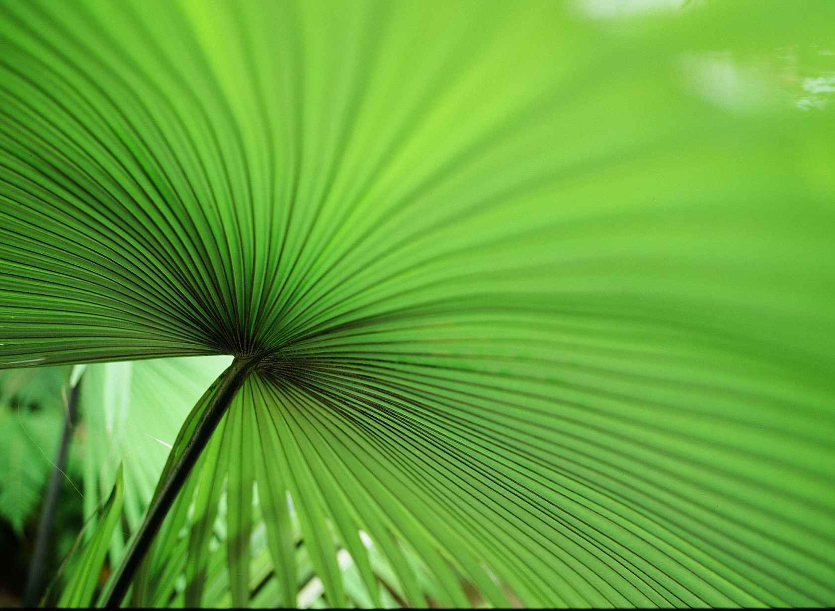 Kodak Eastman Ektachrome E-100